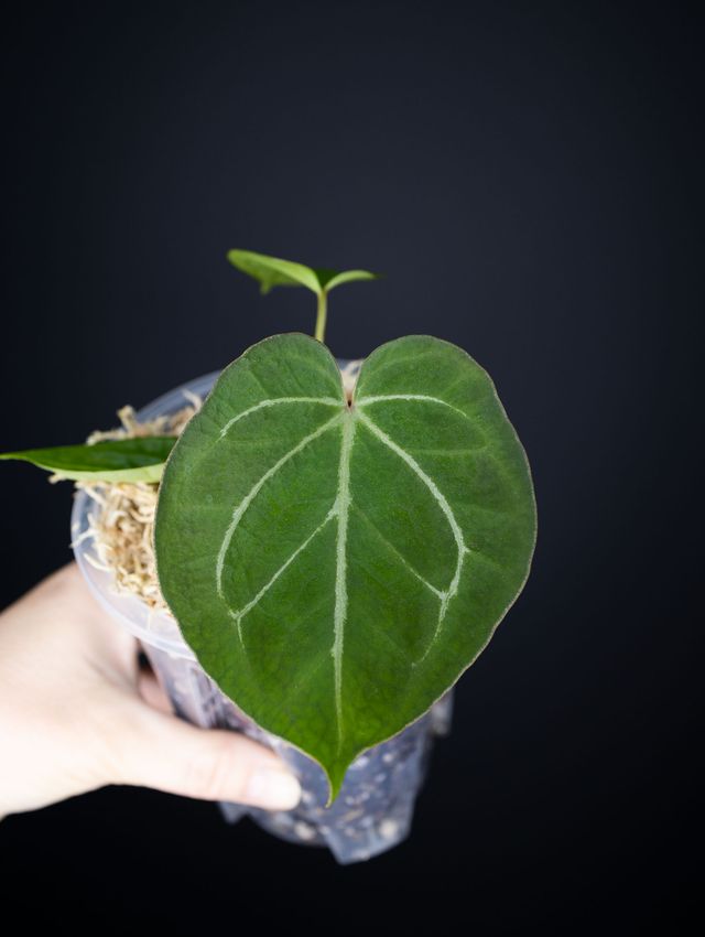 Plants for Sale on Etsy — August Drop