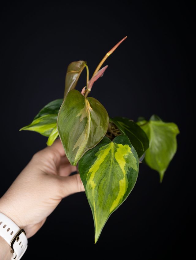 Philodendron 'Carnival Brazil' (variegated)