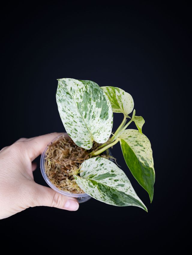 Epipremnum aureum 'Cast' (variegated)