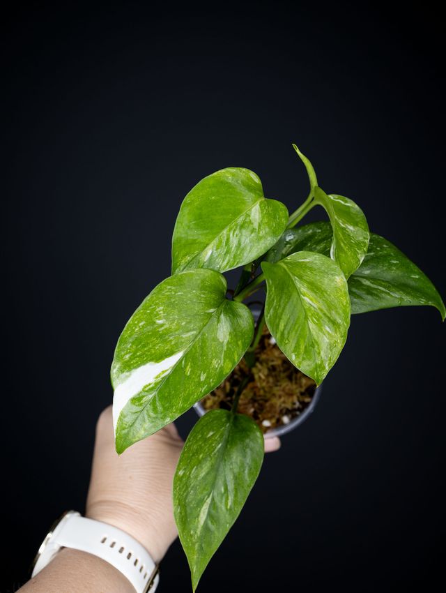 Epipremnum aureum 'Colorado Constellation'