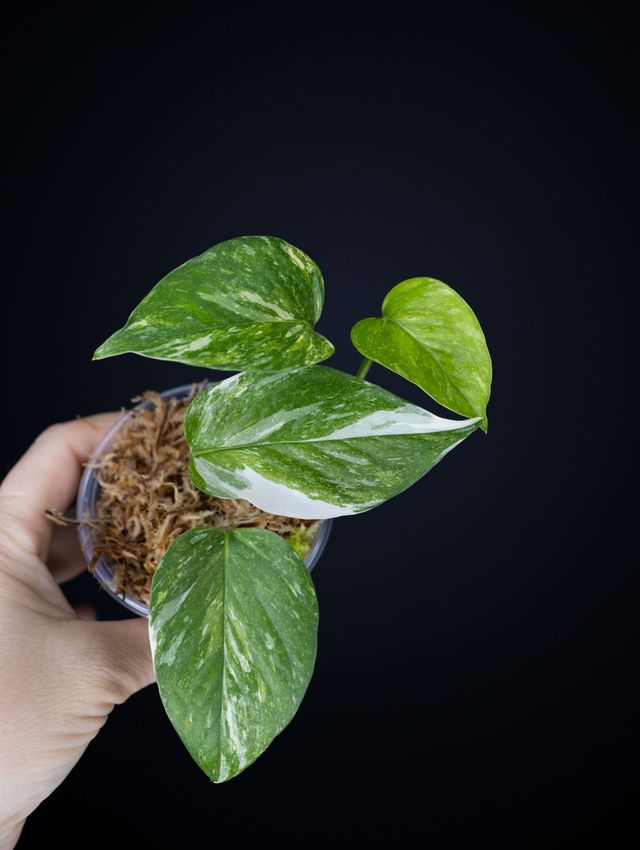 Epipremnum aureum 'Colorado Constellation'