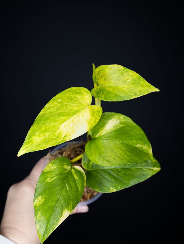 Epipremnum aureum 'Crystal Green'