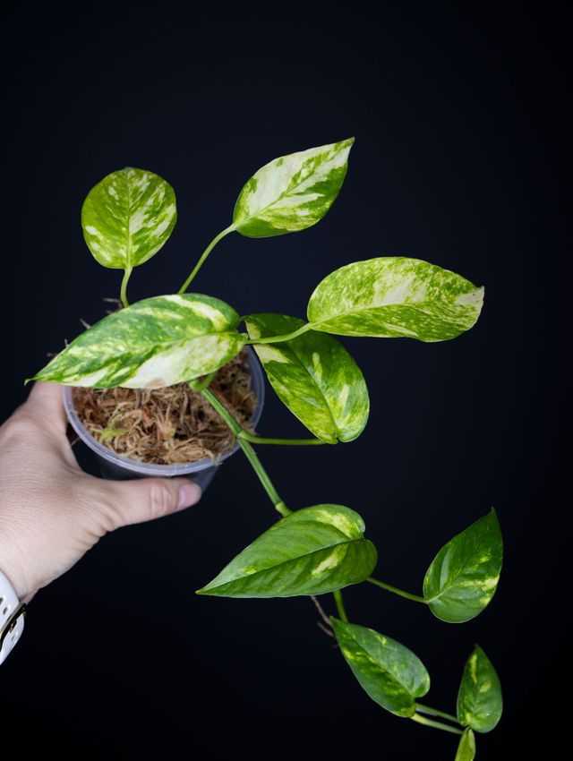 Epipremnum pinnatum 'Golden Star'