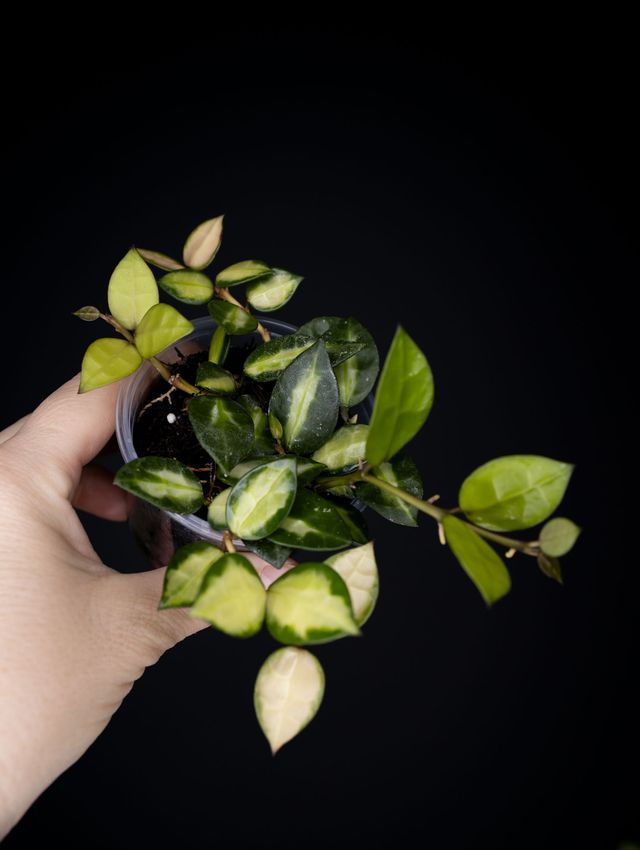 Hoya lacunosa 'Queen Midori'
