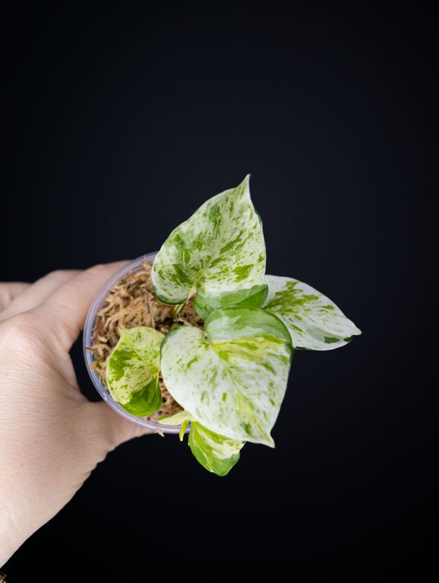 Japanese Global Pothos