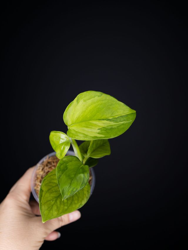 Epipremnum aureum 'Olivia' Manjula