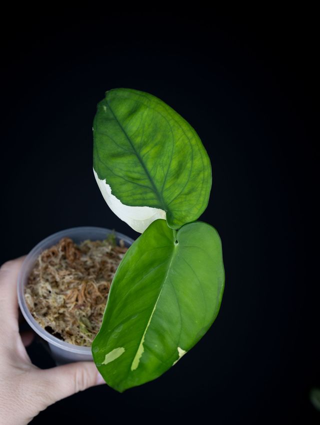 Syngonium chiapense (variegated)