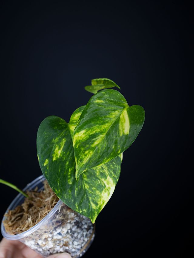 Epipremnum aureum 'Valencia'