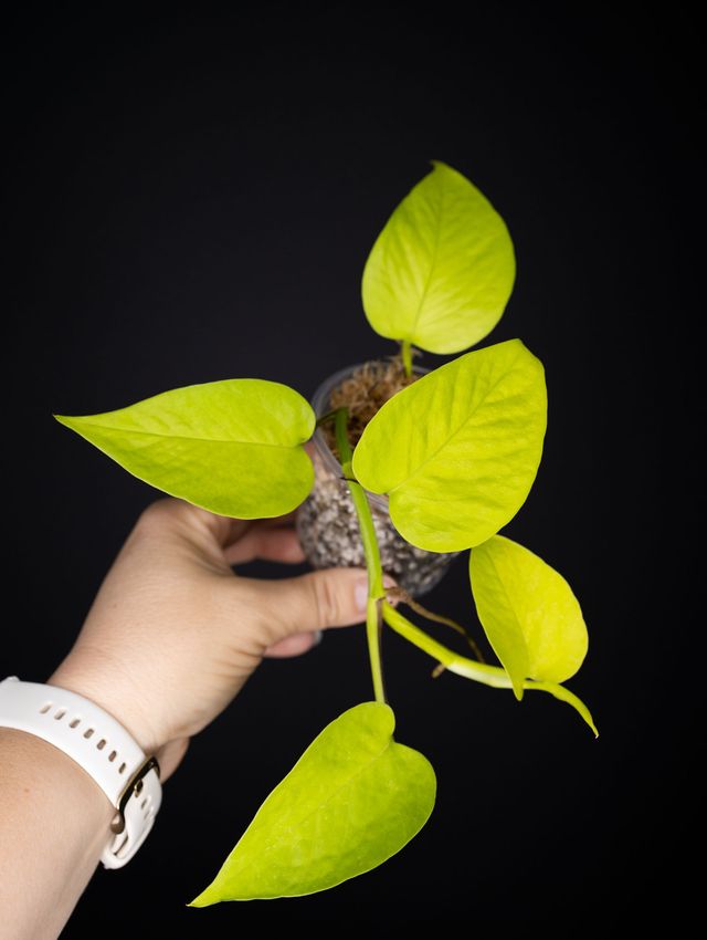Teruno Wakakusa Pothos