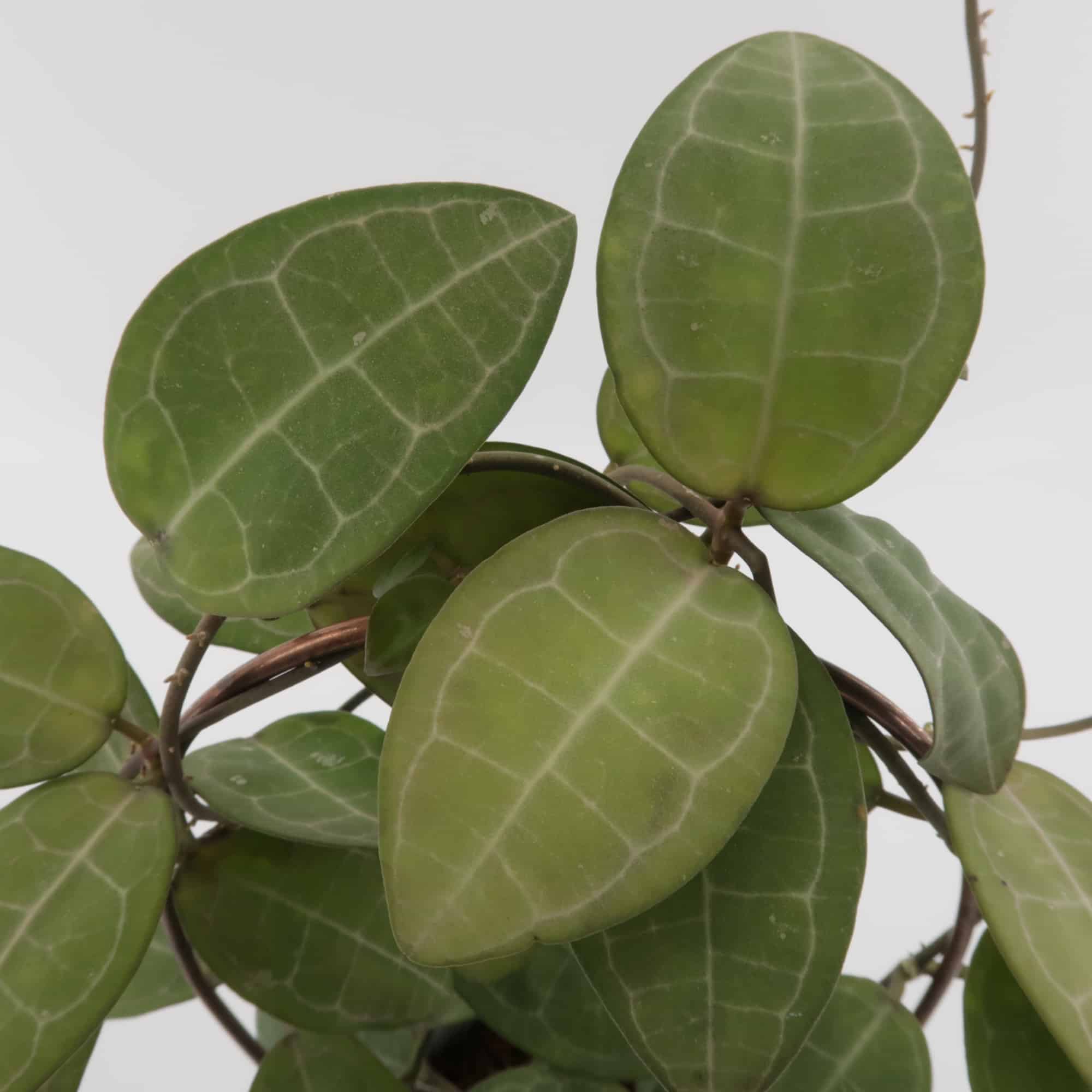 Hoya Elliptica Foliage