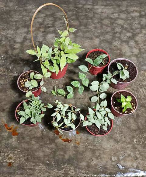 Hoya Plants ready for shipping